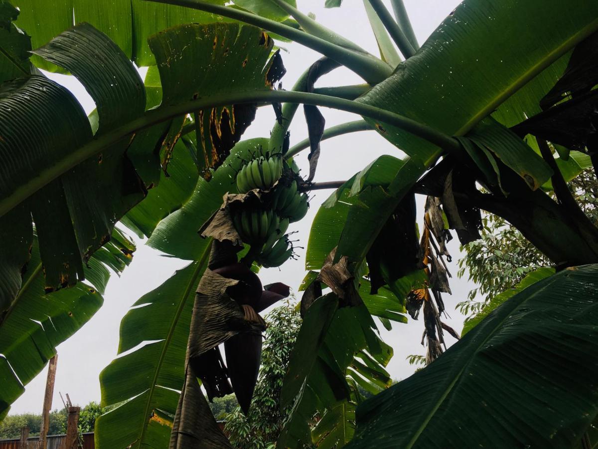 Ratanakiri Farmhouse & Trekking バンラング エクステリア 写真