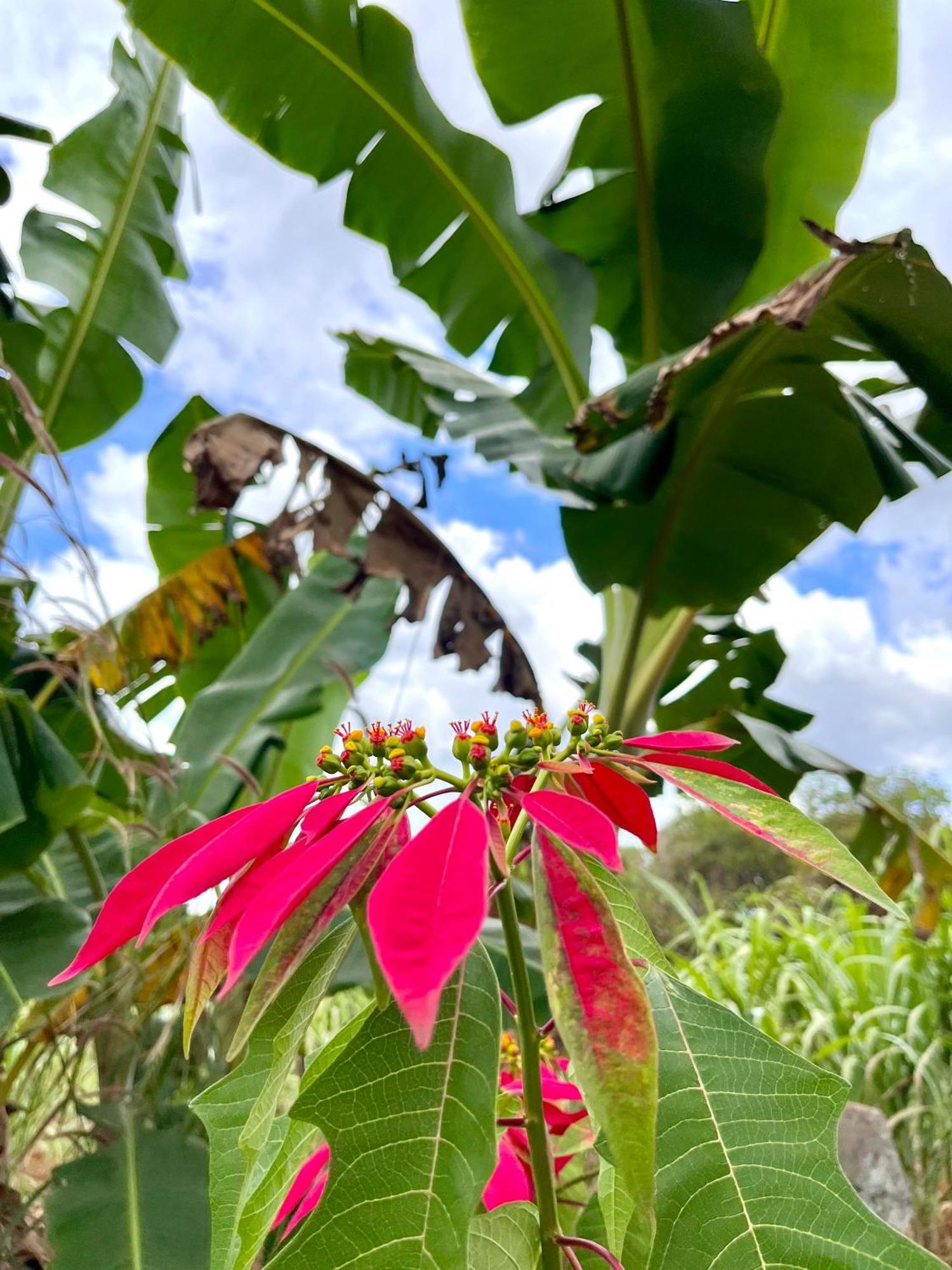 Ratanakiri Farmhouse & Trekking バンラング エクステリア 写真