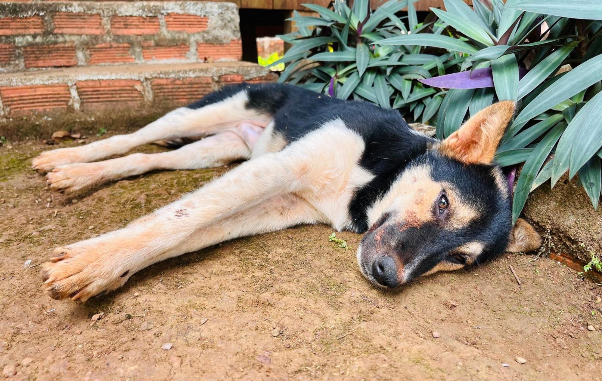 Ratanakiri Farmhouse & Trekking バンラング エクステリア 写真